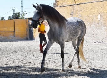 PRE, Wallach, 7 Jahre, 168 cm, Schimmel