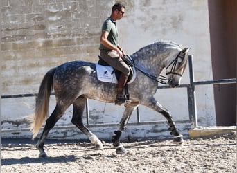 PRE, Wallach, 7 Jahre, 168 cm, Schimmel