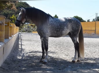 PRE, Wallach, 7 Jahre, 168 cm, Schimmel