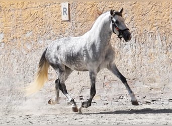 PRE, Wallach, 7 Jahre, 168 cm, Schimmel