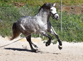 PRE, Wallach, 7 Jahre, 168 cm, Schimmel