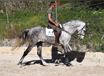 PRE, Wallach, 7 Jahre, 168 cm, Schimmel