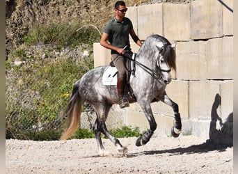 PRE, Wallach, 7 Jahre, 168 cm, Schimmel