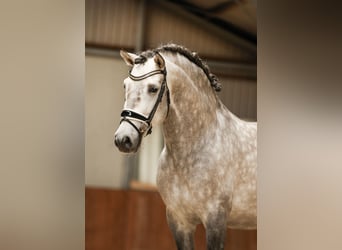 PRE Mix, Wallach, 7 Jahre, 170 cm, Apfelschimmel