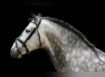 PRE Mix, Wallach, 7 Jahre, 170 cm, Apfelschimmel
