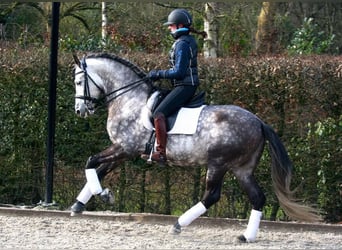 PRE Mix, Wallach, 7 Jahre, 170 cm, Apfelschimmel