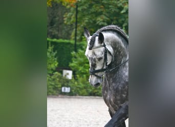 PRE Mix, Wallach, 7 Jahre, 170 cm, Apfelschimmel