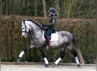 PRE Mix, Wallach, 7 Jahre, 170 cm, Apfelschimmel
