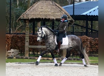 PRE Mix, Wallach, 7 Jahre, 170 cm, Apfelschimmel