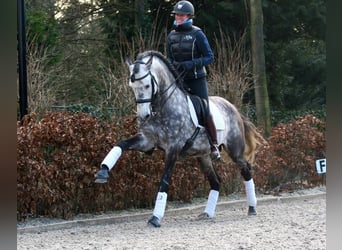 PRE Mix, Wallach, 7 Jahre, 170 cm, Apfelschimmel