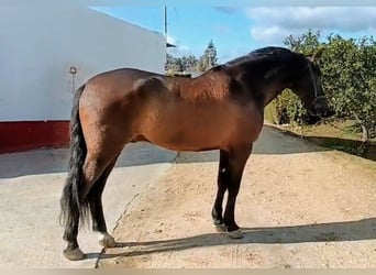 PRE, Wallach, 7 Jahre, 170 cm, Rappe