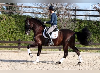 PRE, Wallach, 7 Jahre, 170 cm, Rappe