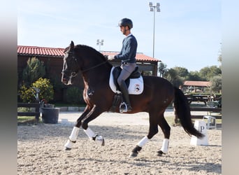 PRE, Wallach, 7 Jahre, 170 cm, Rappe