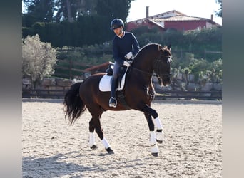 PRE, Wallach, 7 Jahre, 170 cm, Rappe