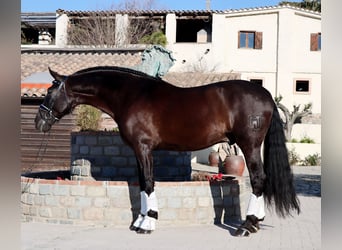 PRE, Wallach, 7 Jahre, 170 cm, Rappe