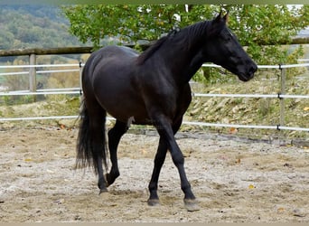 PRE Mix, Wallach, 7 Jahre, 170 cm, Rappe