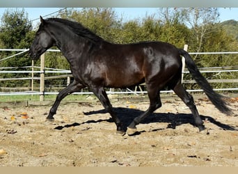 PRE Mix, Wallach, 7 Jahre, 170 cm, Rappe