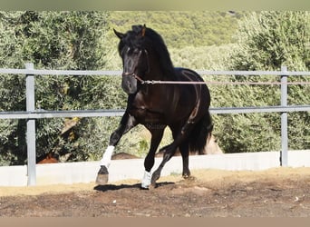 PRE Mix, Wallach, 7 Jahre, 170 cm, Rappe