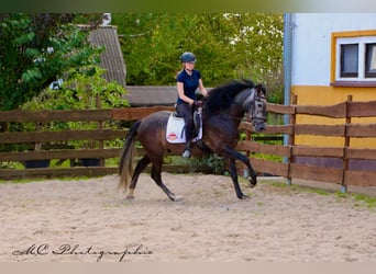 PRE, Wallach, 7 Jahre, 170 cm, Rappschimmel