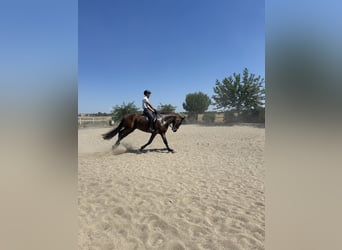 PRE, Wallach, 7 Jahre, 171 cm, Brauner