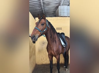 PRE, Wallach, 7 Jahre, 171 cm, Brauner