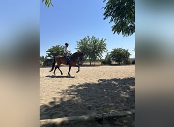 PRE, Wallach, 7 Jahre, 171 cm, Brauner