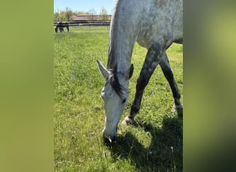 PRE Mix, Wallach, 7 Jahre, 172 cm, Schimmel