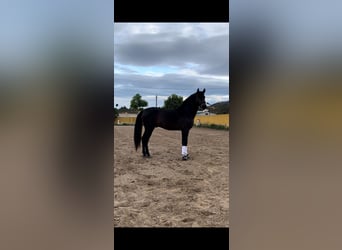 PRE, Wallach, 7 Jahre, 173 cm, Dunkelbrauner