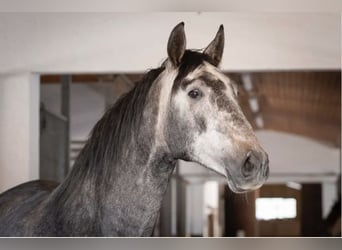 PRE Mix, Wallach, 7 Jahre, 173 cm, Schimmel