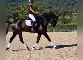 PRE Mix, Wallach, 7 Jahre, 175 cm