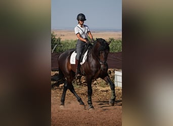 PRE, Wallach, 7 Jahre, 178 cm, Brauner
