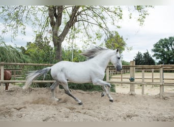 PRE Mix, Wallach, 7 Jahre, Schimmel