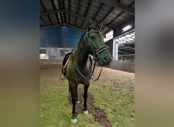PRE Mix, Wallach, 8 Jahre, 151 cm, Dunkelbrauner