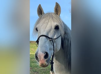 PRE Mix, Wallach, 8 Jahre, 156 cm, Schimmel