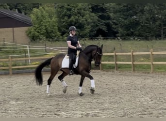 PRE Mix, Wallach, 8 Jahre, 157 cm, Brauner