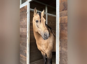 PRE Mix, Wallach, 8 Jahre, 157 cm, Buckskin