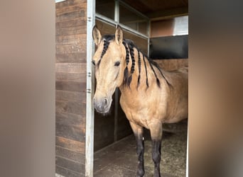 PRE Mix, Wallach, 8 Jahre, 157 cm, Buckskin
