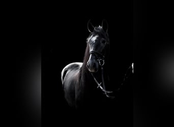 PRE Mix, Wallach, 8 Jahre, 158 cm, Rappschimmel