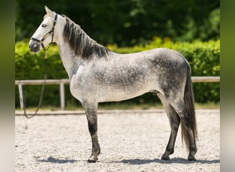 PRE, Wallach, 8 Jahre, 158 cm, Schimmel