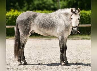 PRE, Wallach, 8 Jahre, 158 cm, Schimmel