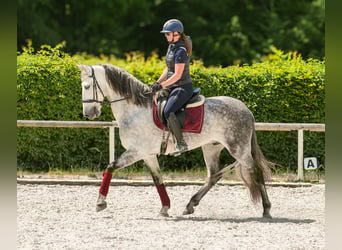 PRE, Wallach, 8 Jahre, 158 cm, Schimmel
