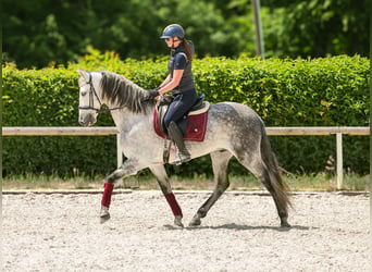 PRE, Wallach, 8 Jahre, 158 cm, Schimmel