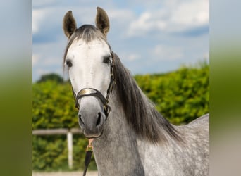 PRE, Wallach, 8 Jahre, 158 cm, Schimmel