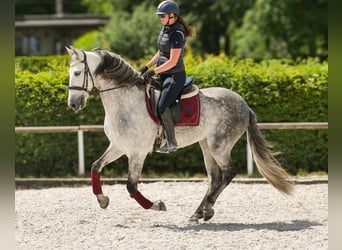 PRE, Wallach, 8 Jahre, 158 cm, Schimmel