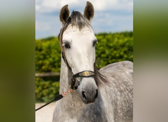 PRE, Wallach, 8 Jahre, 158 cm, Schimmel