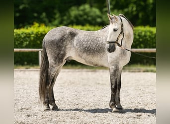 PRE, Wallach, 8 Jahre, 158 cm, Schimmel
