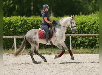 PRE, Wallach, 8 Jahre, 158 cm, Schimmel