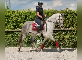 PRE, Wallach, 8 Jahre, 158 cm, Schimmel
