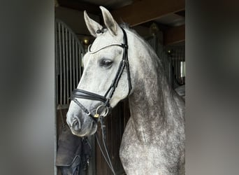 PRE, Wallach, 8 Jahre, 160 cm, Apfelschimmel