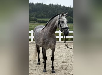 PRE, Wallach, 8 Jahre, 160 cm, Apfelschimmel